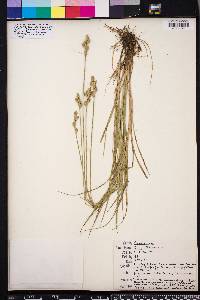 Carex albolutescens image