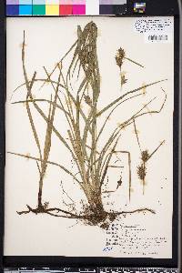 Carex louisianica image