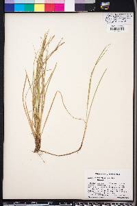 Carex lucorum image