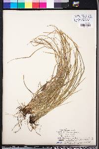 Carex gracilescens image