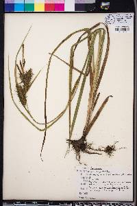 Carex gigantea image