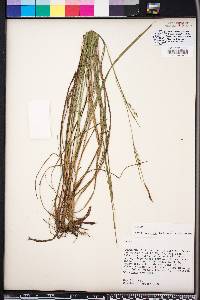 Carex ouachitana image