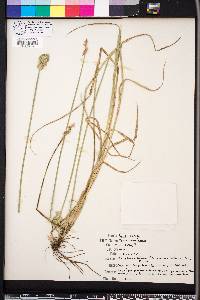 Carex reniformis image