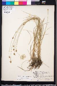 Carex leavenworthii image