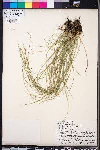 Carex gracilescens image