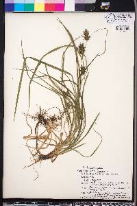 Carex louisianica image