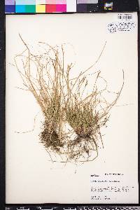 Carex artitecta image