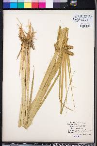 Carex comosa image