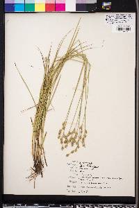 Carex festucacea image