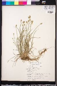 Carex leavenworthii image