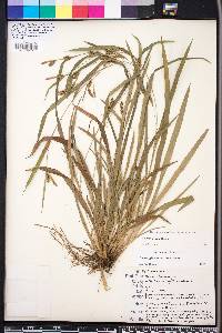 Carex pigra image