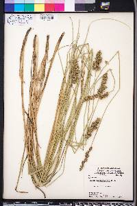 Carex oklahomensis image