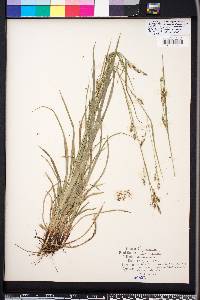 Carex oxylepis image