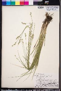 Carex festucacea image