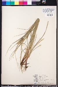 Carex complanata image