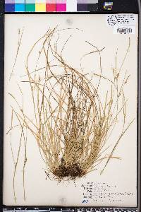 Carex gracilescens image