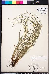 Carex godfreyi image