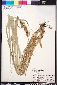 Carex crus-corvi image