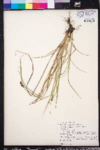 Carex caroliniana image