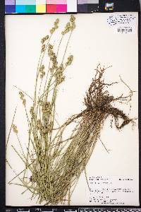 Carex albolutescens image