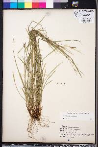 Carex godfreyi image