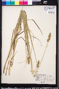 Carex fissa image