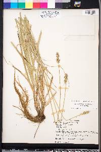 Carex muehlenbergii var. muehlenbergii image