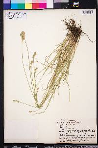 Carex albolutescens image