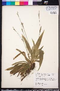 Carex platyphylla image