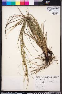 Carex elliottii image