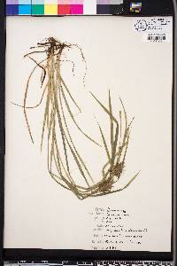 Carex louisianica image