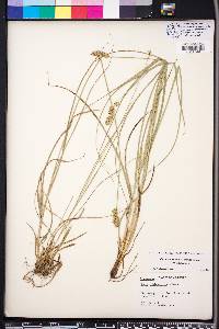 Carex muehlenbergii var. muehlenbergii image