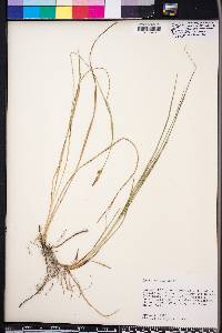 Carex meadii image