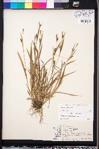 Carex pigra image