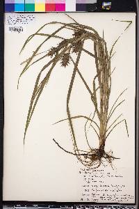 Carex louisianica image