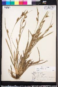 Carex flaccosperma image