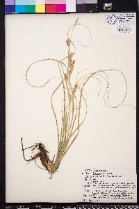 Carex cherokeensis image