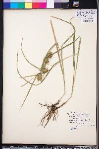 Carex louisianica image