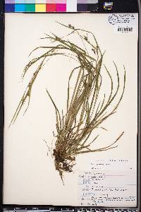 Carex godfreyi image