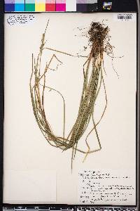 Carex dasycarpa image