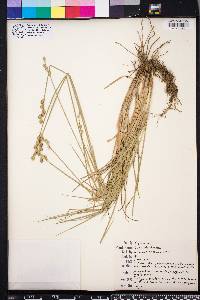 Carex albolutescens image