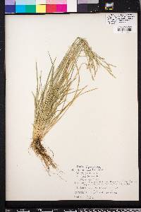 Carex bromoides image