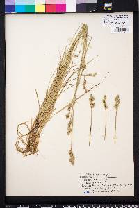 Carex albolutescens image