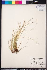 Carex lucorum image