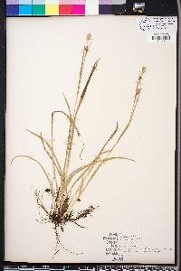 Carex striatula image