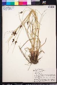 Carex caroliniana image