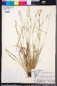 Carex gracilescens image