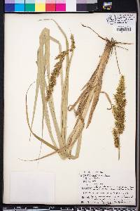Carex crus-corvi image