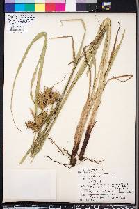 Carex lupuliformis image