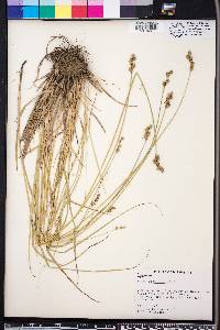 Carex festucacea image